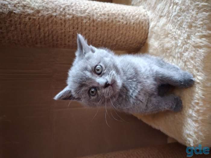 Котята, фотография 1