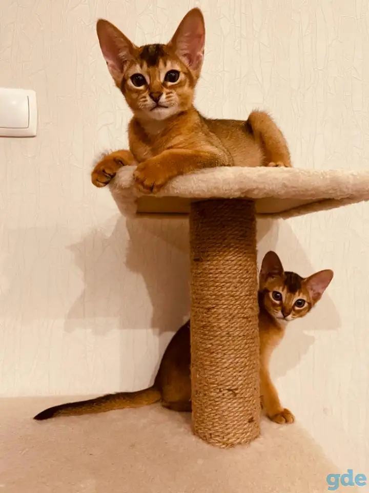 Абиссинские котята, фотография 2