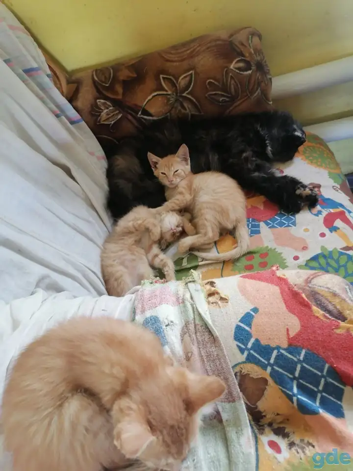 котята в добрые руки, отдам в дар, фотография 2