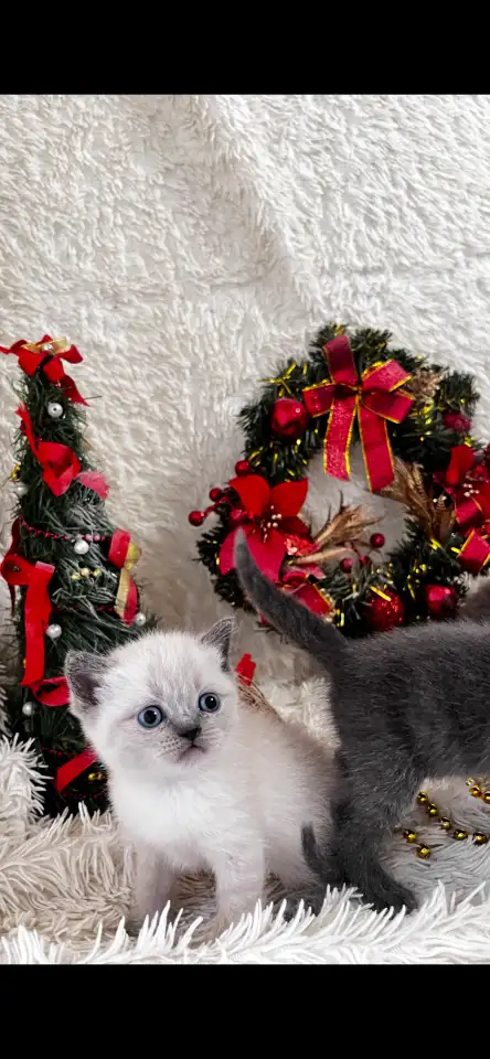 Котята шотландские, фотография 2