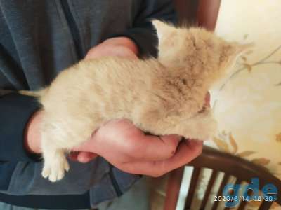 Котята в добрые руки, фотография 2