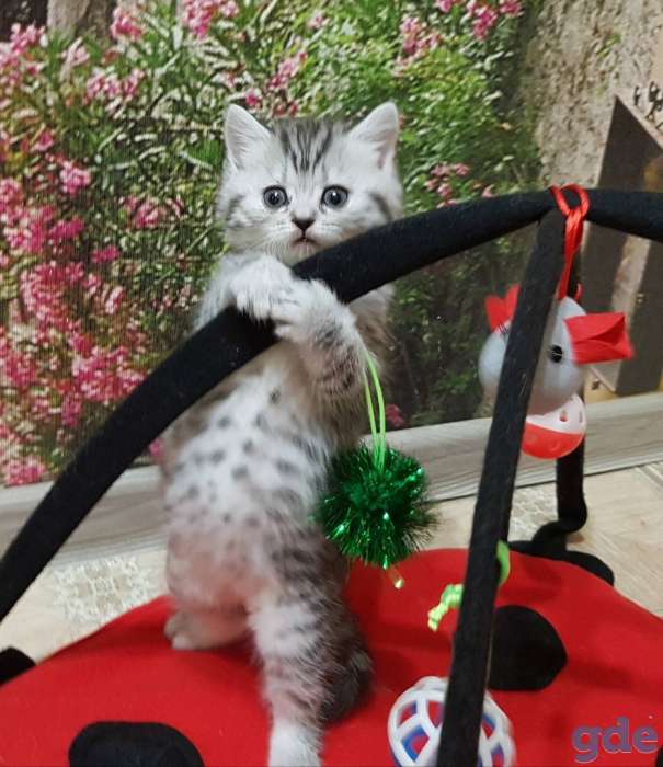Шотландский котята, фотография 2
