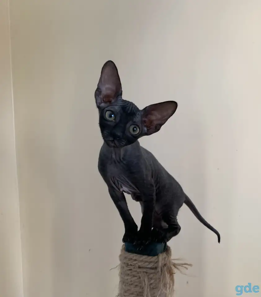 Корниш-рекс котята, фотография 1