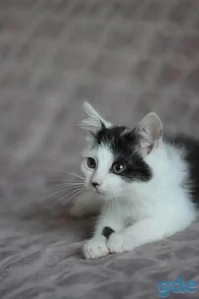 Кругленький котенок, фотография 2