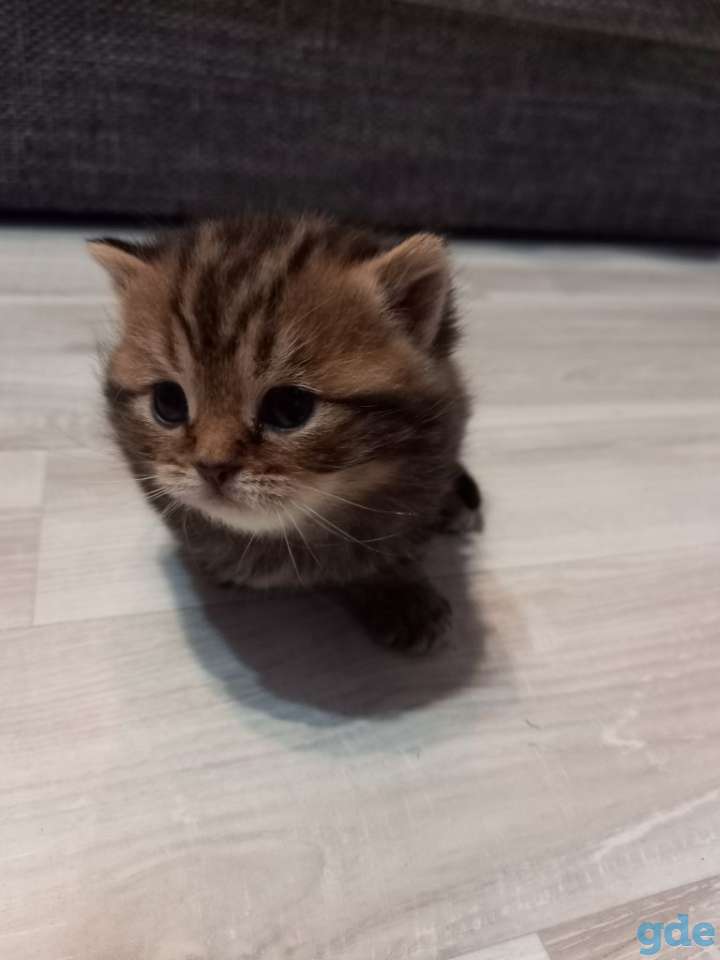 Шотландские котята, фотография 7