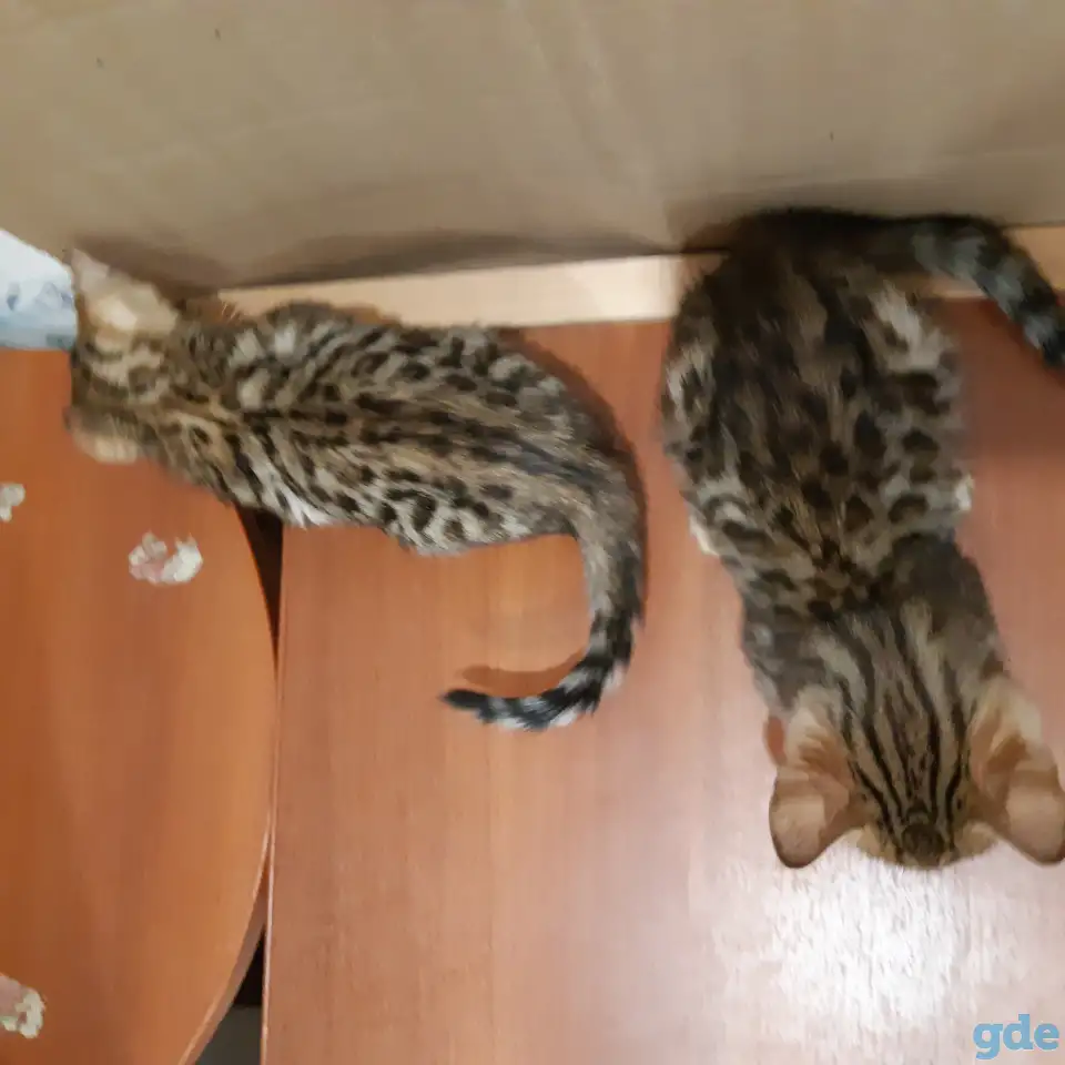 Бенгальские котята, фотография 4