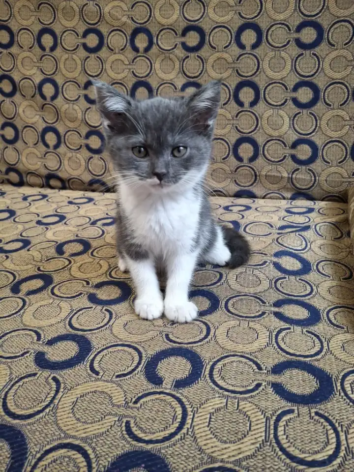Котёнок, фотография 1