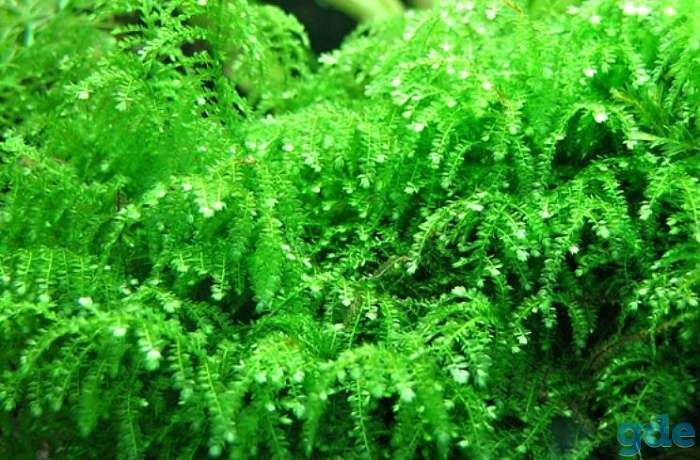 Растения для аквариума Мох Плачущий Weeping Moss, фотография 2