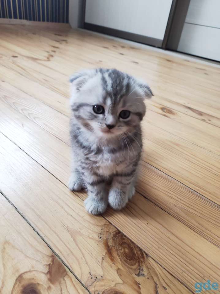 Шотландский вислоухий котенок, фотография 3