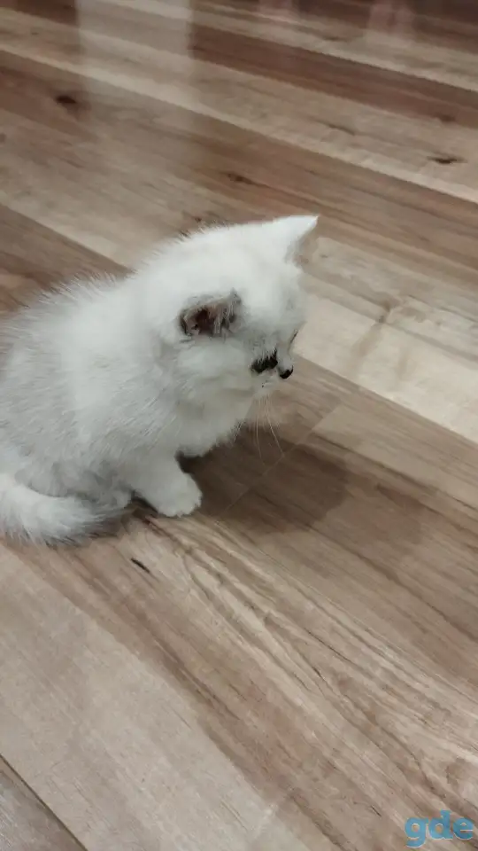 Котёнок девочка британская короткошерстная, фотография 6