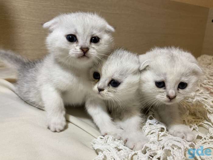 Шотландские вислоухие котята, фотография 3