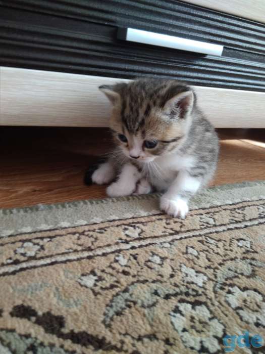 Продам британских котят, фотография 3