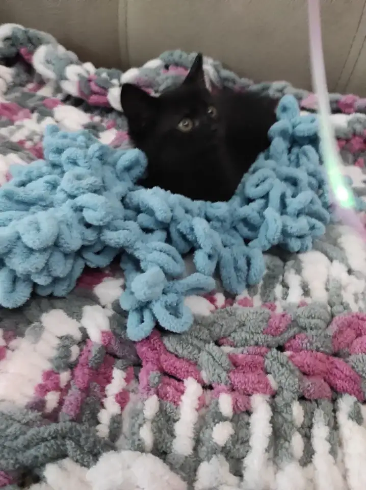 Котята в добрые руки, фотография 4