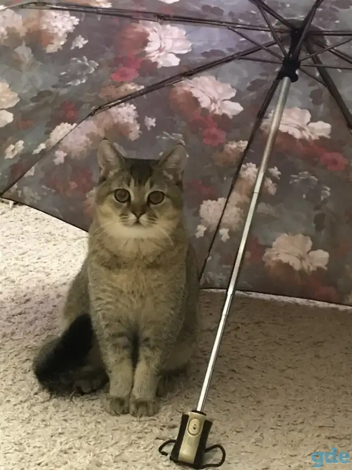 Продам кота, фотография 1
