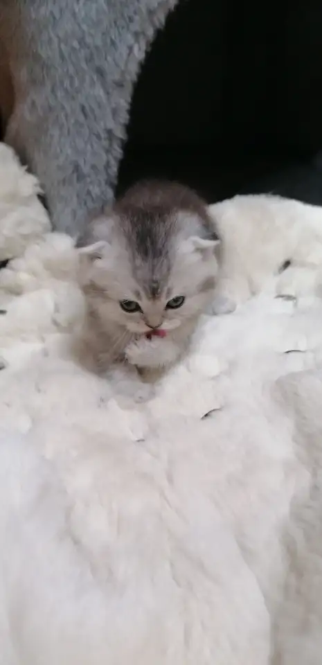 Котята шотландские вислоухие, фотография 5