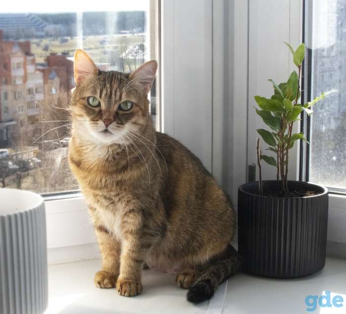 Кошка Матрешка, фотография 5