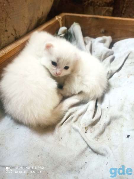 Котята ищут дом или передержку, фотография 2