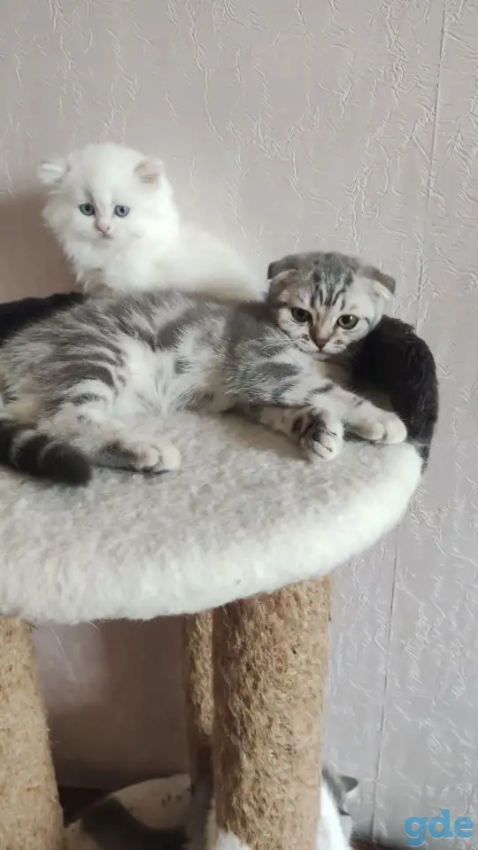 Шотландские котята с голубыми глазами, фотография 1