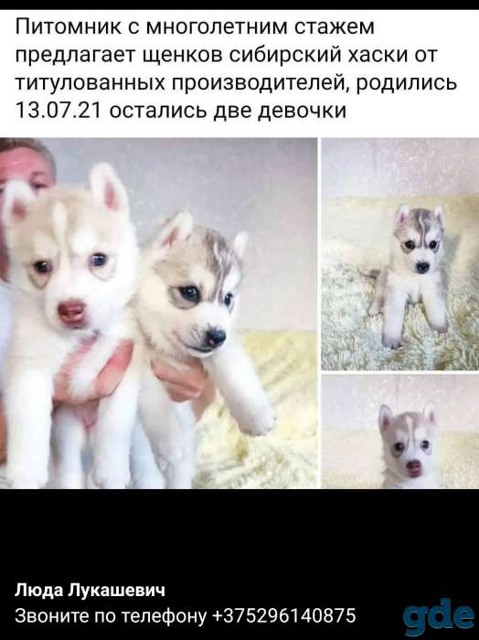 Щенки хаски, фотография 2