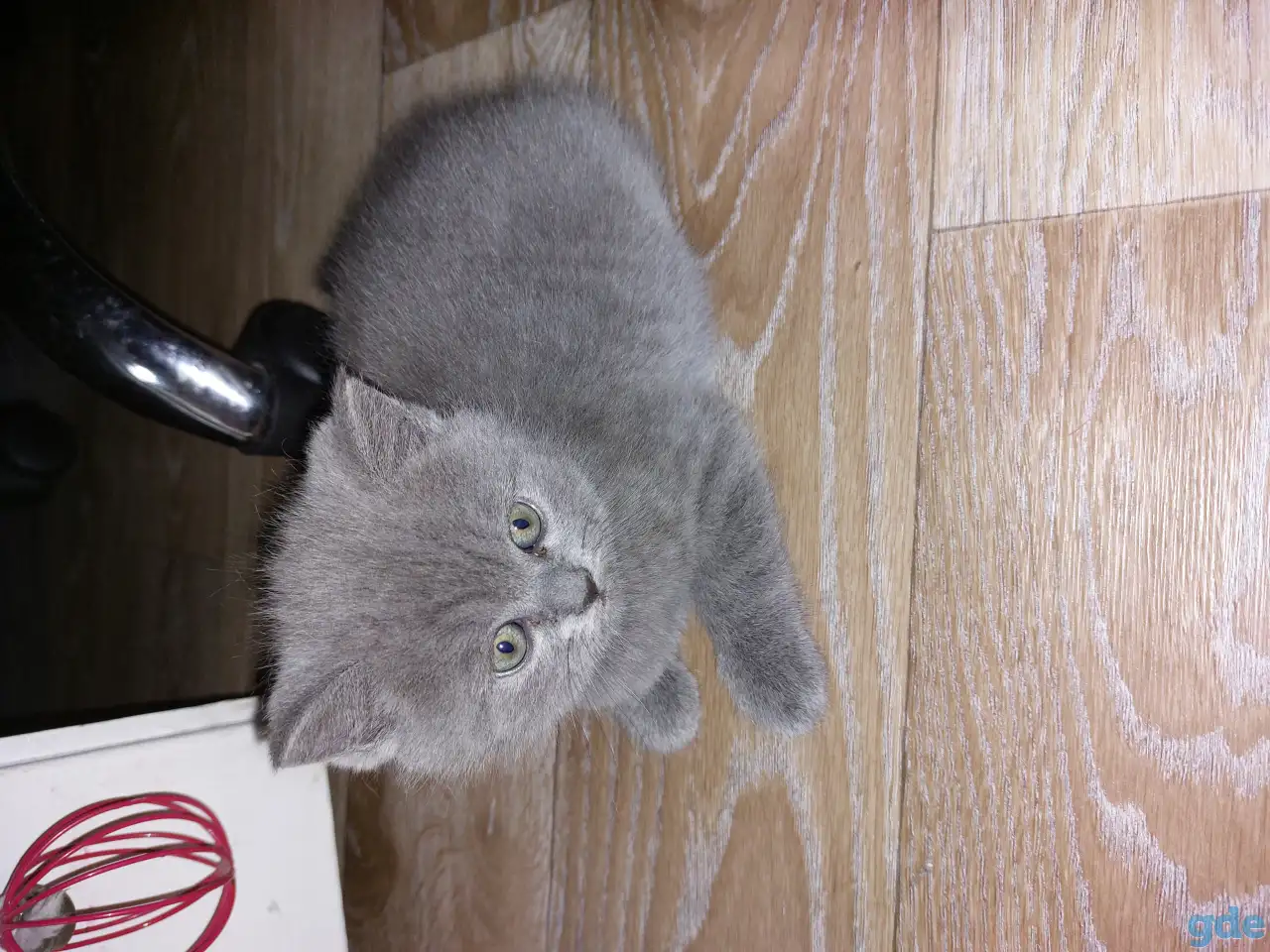 Британские котята, фотография 4
