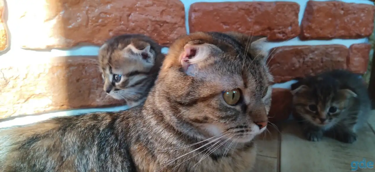 Котята в добрые руки, фотография 1