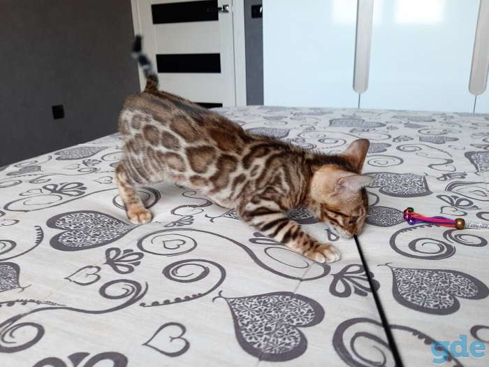 Бенгальский котёнок, фотография 5