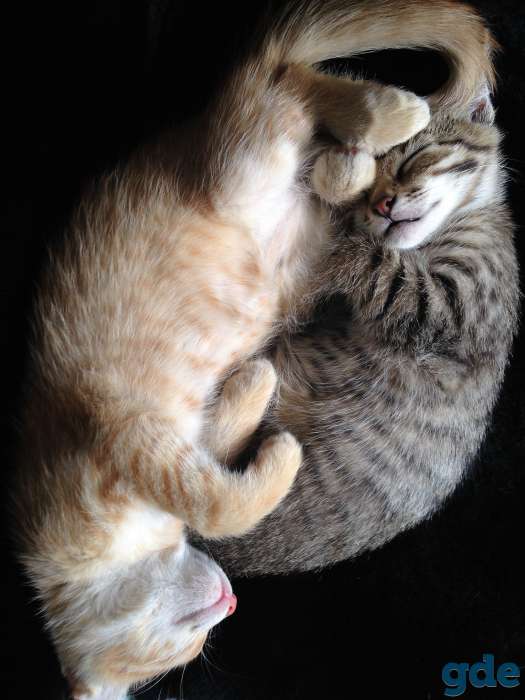 Веселые котята, фотография 7