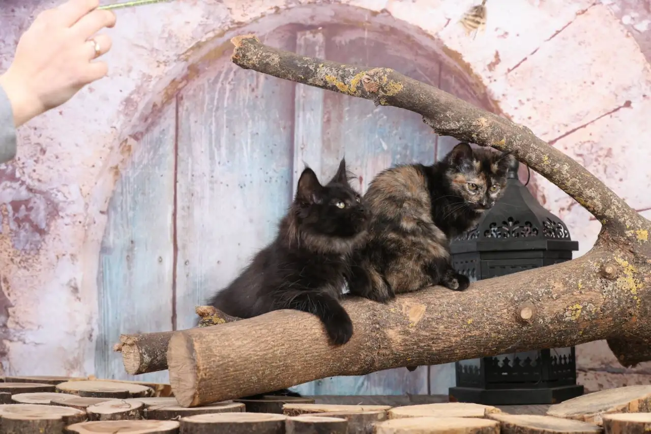 Котята курильского бобтейла, фотография 2