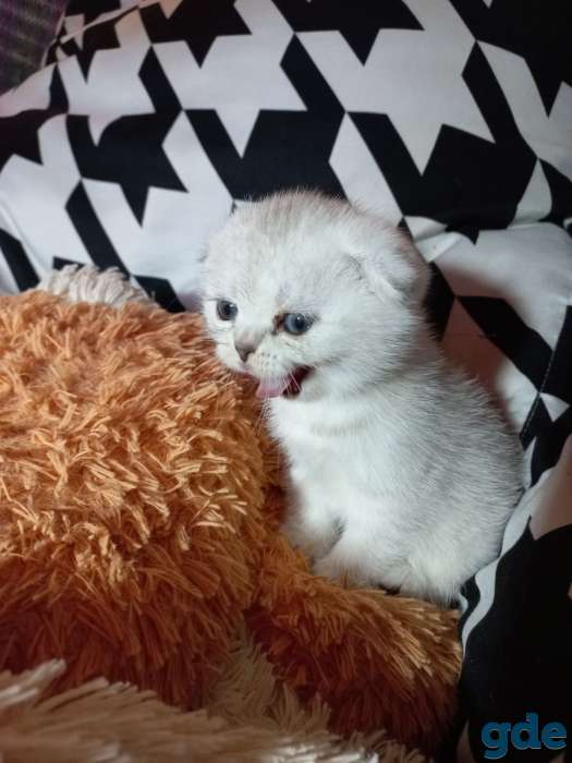 Шотландцы котята, фотография 5