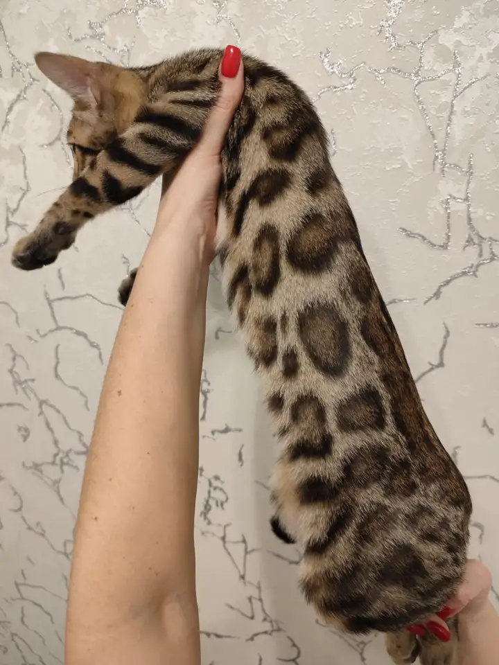 Бенгальский котенок мальчик, фотография 1