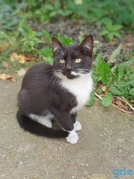 Отдам котят., фотография 1
