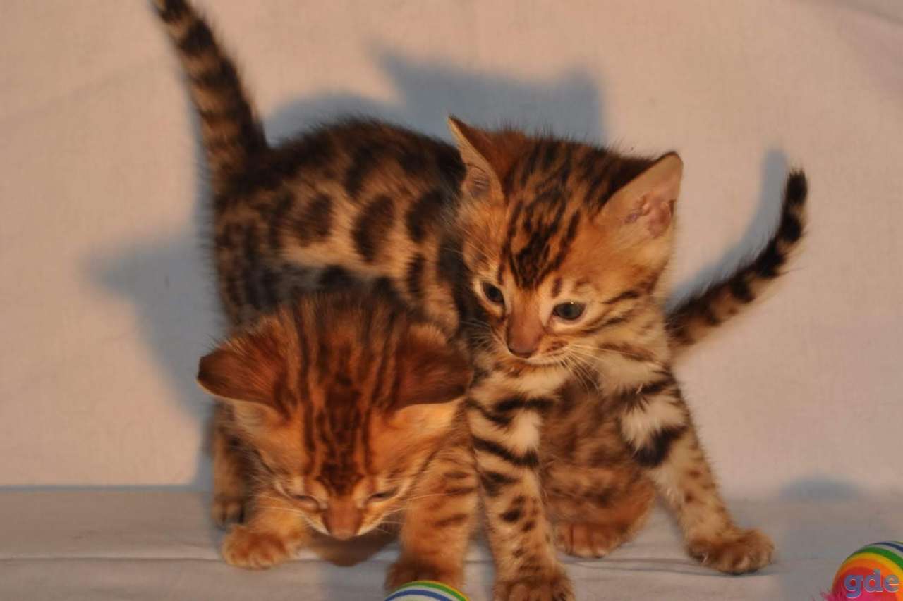 Бенгальска кошка, фотография 1