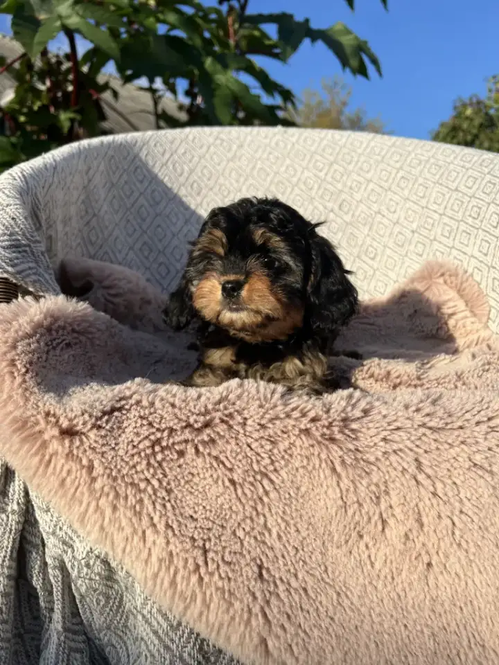 Кавапу девочка мини (Cavapoo), фотография 4