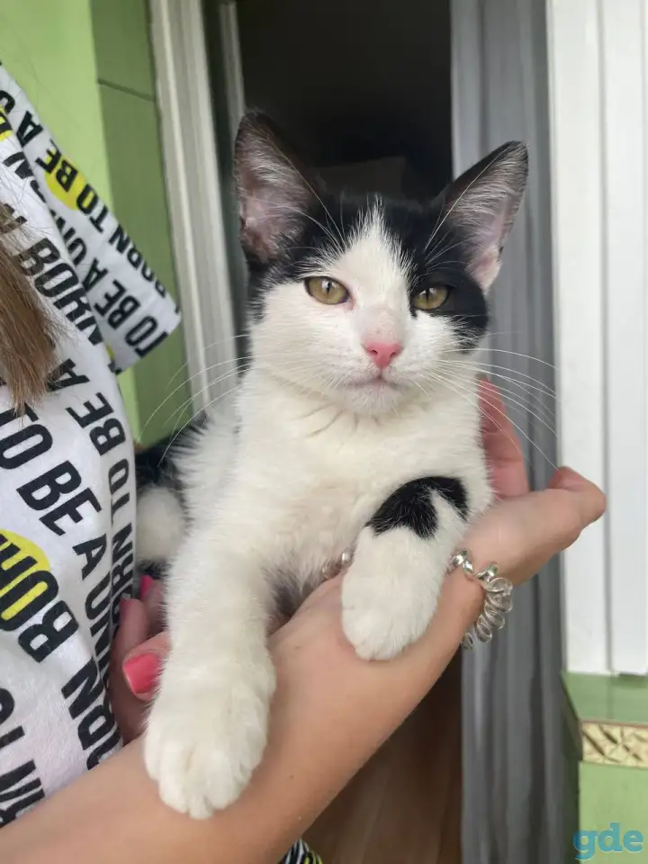 Сделайте свой дом теплее с милым котенком! ♥, фотография 3