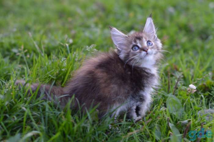 Мейн Кун котята, фотография 3