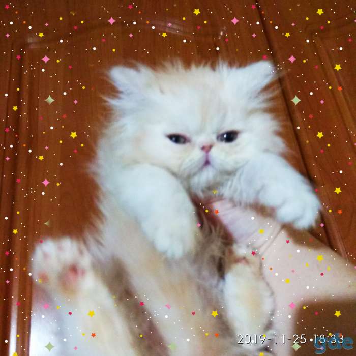 Персидские котята. Персы., фотография 9