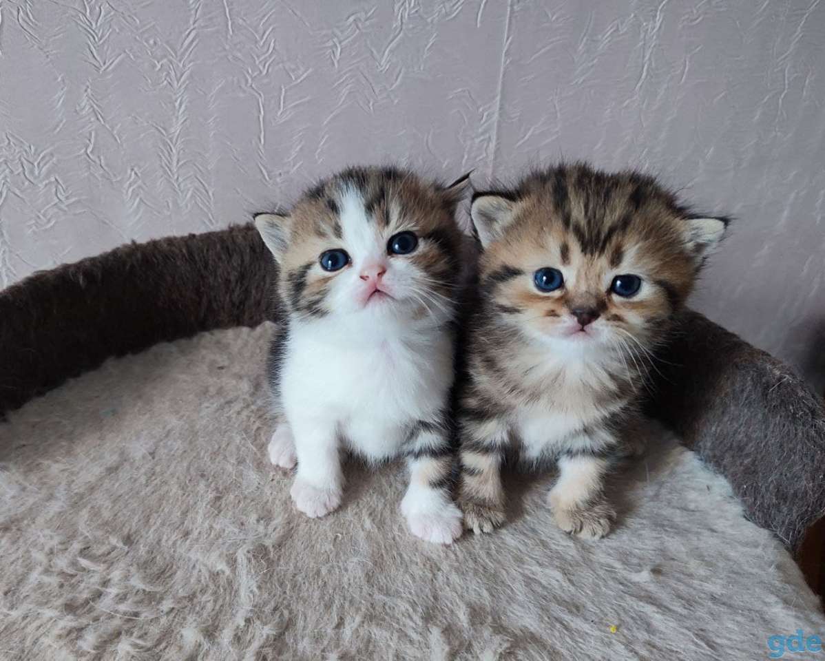 Котята шотландские, фотография 2