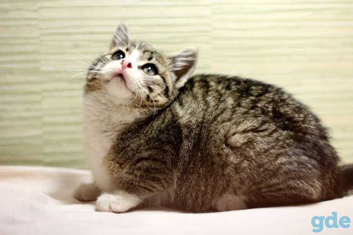 Котенок в дар, фотография 2