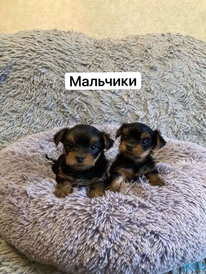 Щенки йоркширского терьера, фотография 3