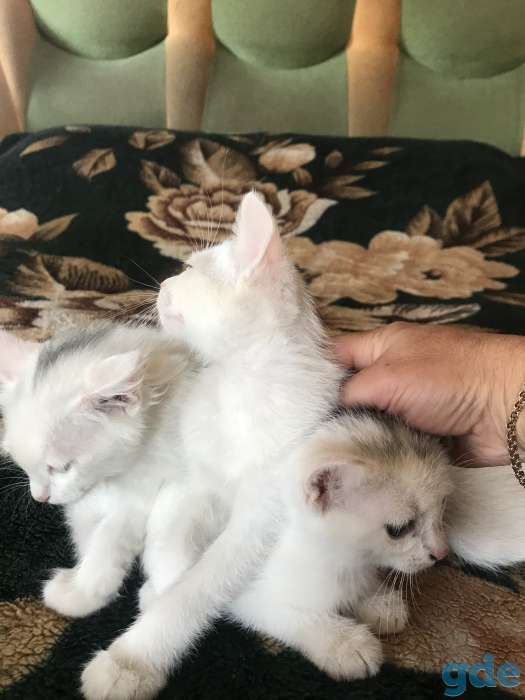 котята в дар, фотография 7