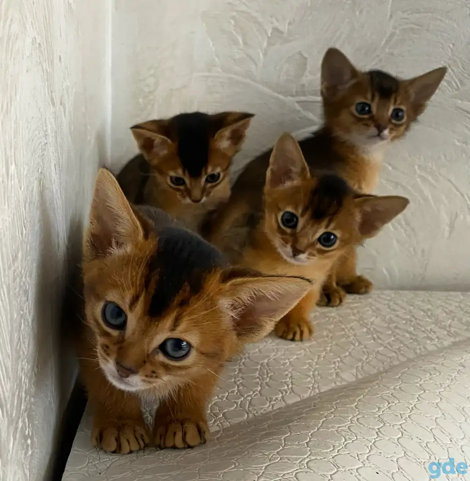 Абиссинские котята, фотография 10