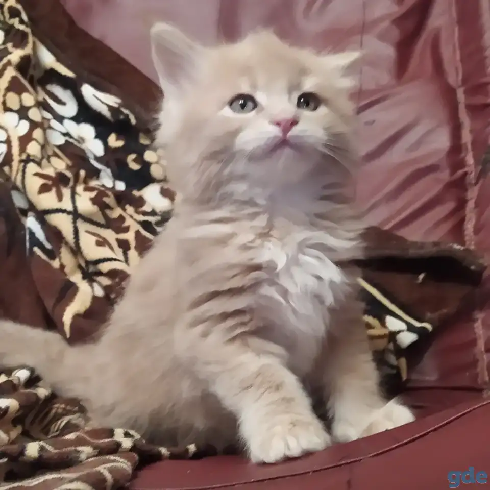 Мейн кун котята, фотография 1