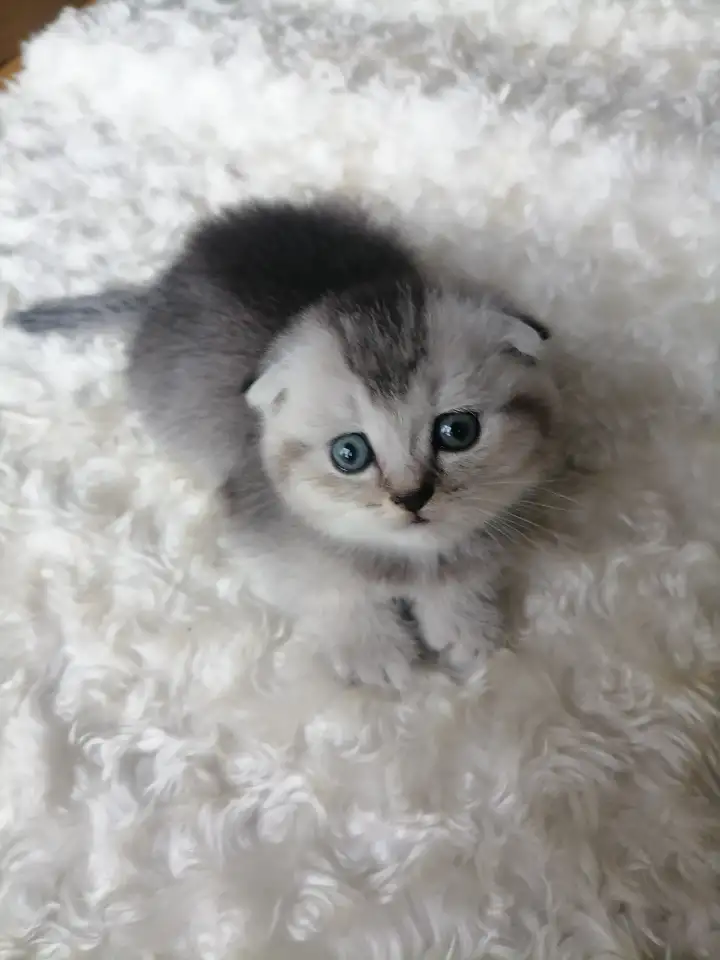 Шотландские котята, фотография 3