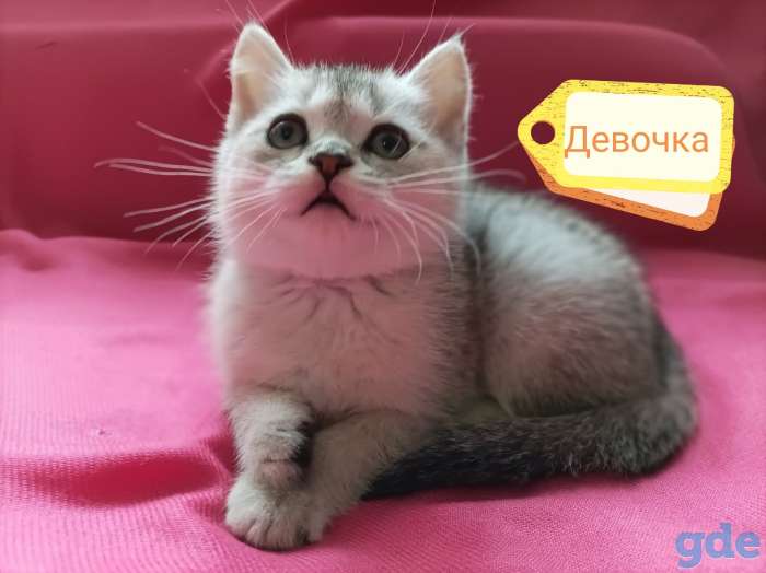 Чистокровные шотландские короткошерстные котята, фотография 3