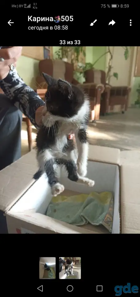 Котёнок ищет дом, фотография 2