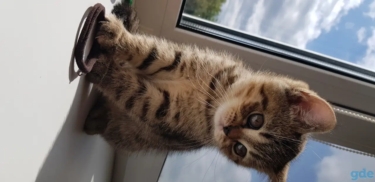 Котята шотландской короткошерстной, фотография 11