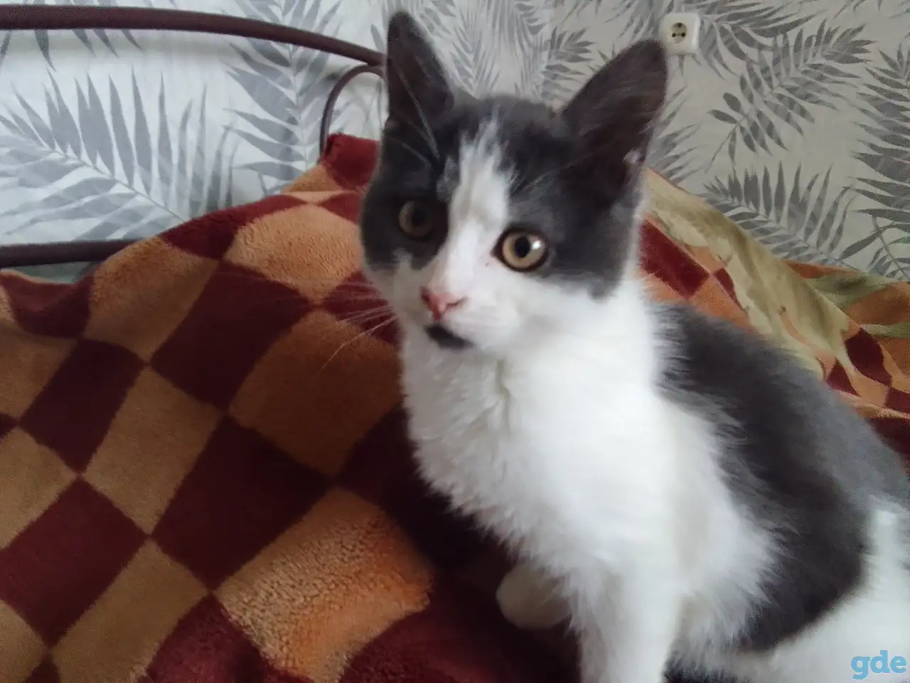 Отдам котят даром!, фотография 6