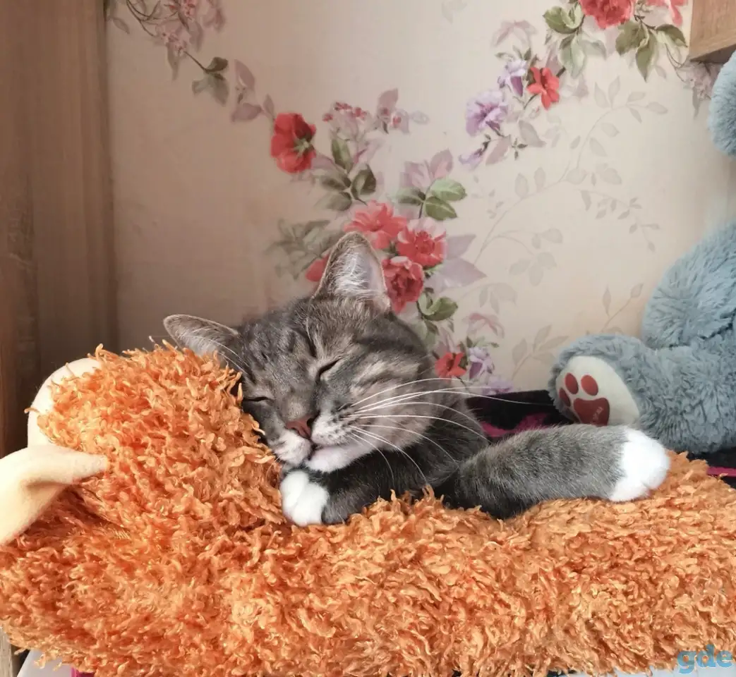 Отдам котят, кошку и кота, фотография 11