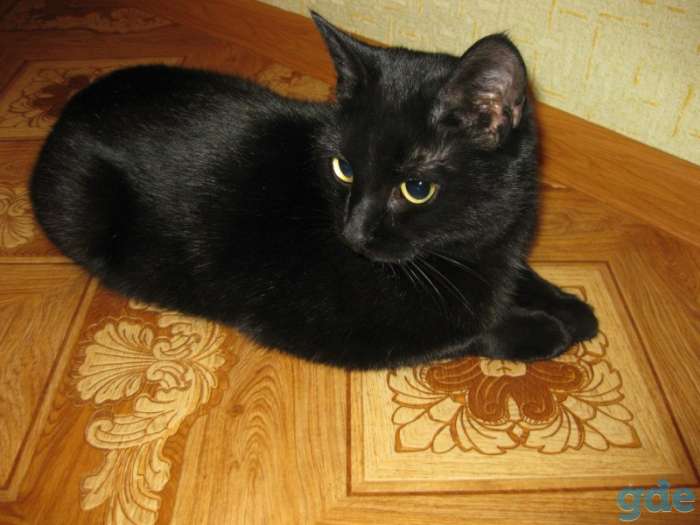 Котенок Фунтик, фотография 1