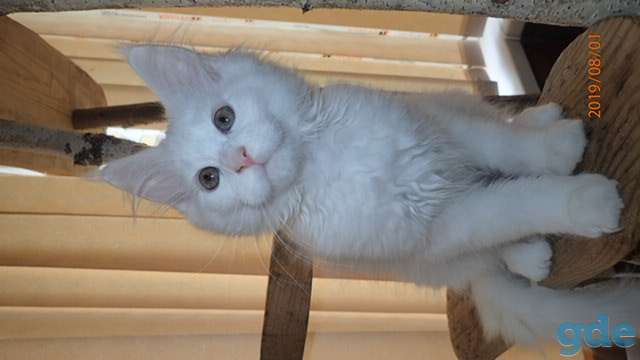 Котята породы  Мейн Кун, фотография 2
